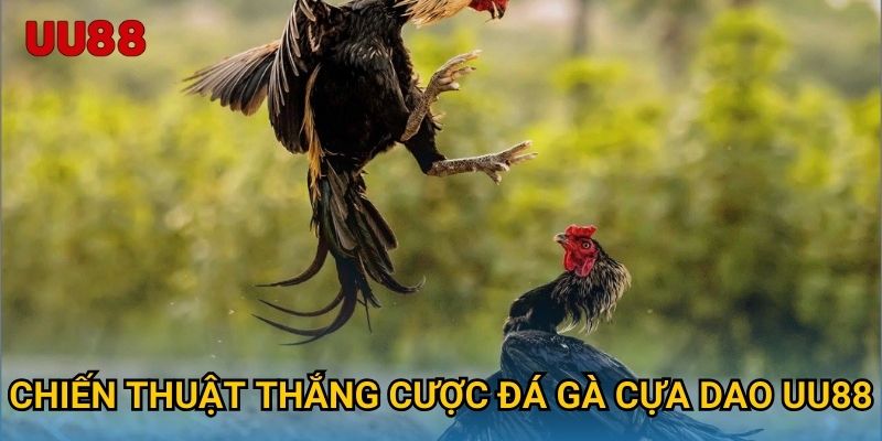 Chiến thuật thắng cược đá gà cựa dao UU88