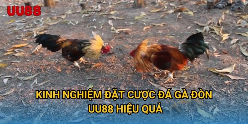 Kinh nghiệm đặt cược đá gà đòn UU88 hiệu quả