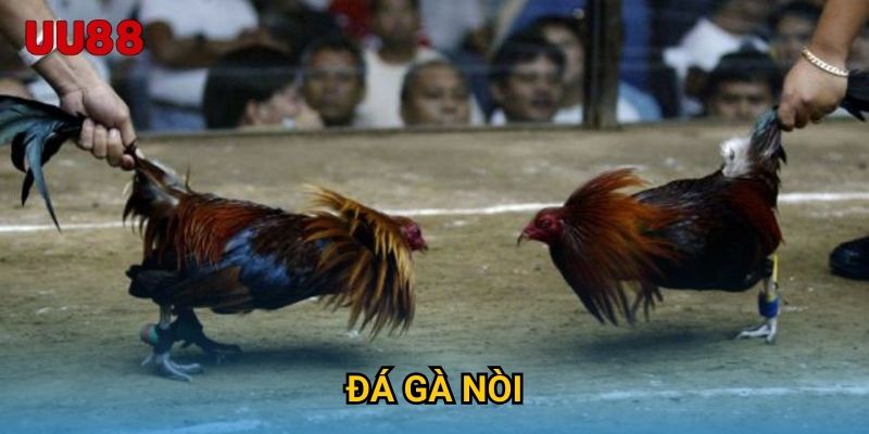 Đá Gà Cựa Tròn UU88 Thưởng Thức Trận Đấu Đỉnh Cao Nghẹt Thở