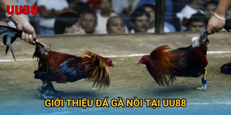 Giới thiệu đá gà cựa tròn tại UU88